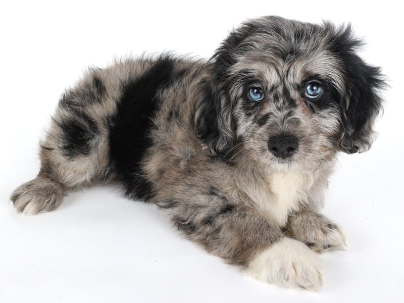 [#14668] Black Merle Female Aussiedoodle Puppies For Sale #2
