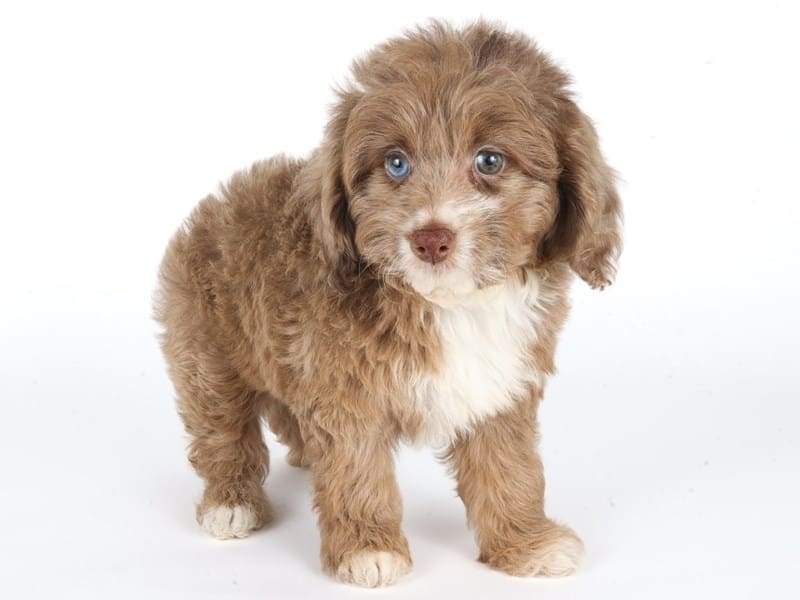 [#14669] Red Merle Female Aussiedoodle Puppies For Sale #2