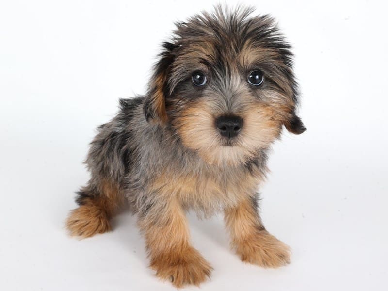 [#14667] Black/Grey/White Male Yorkiepoo Puppies For Sale #2