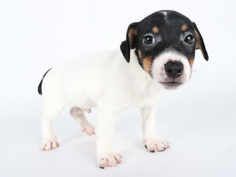 [#14670] Tri Color Male Jack Russell Terrier Puppies For Sale #2