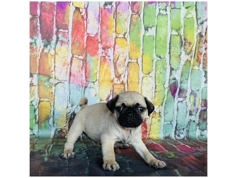 [#14675] Fawn Male Pug Puppies For Sale #2