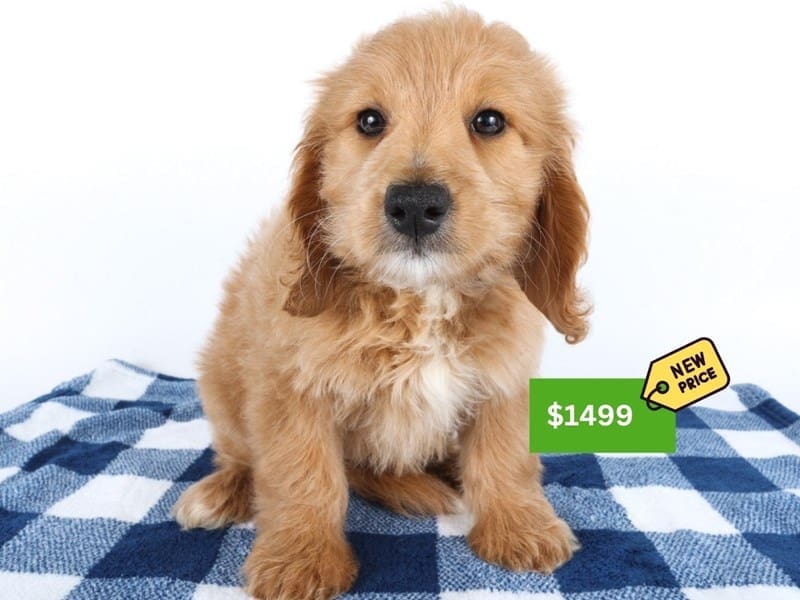 Goldendoodle F1b-Dog-Female-Red-5006299-XO PUPS