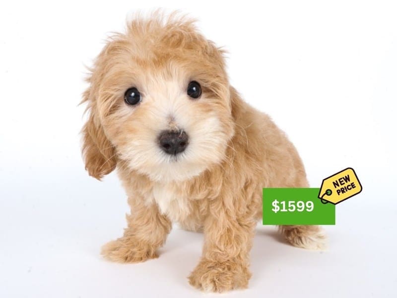 Cotonpoo-Dog-Female-Tan-5018021-XO PUPS