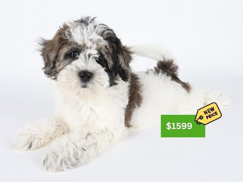 Daisy Dog-Dog-Female-Chocolate Merle-5028650-XO PUPS