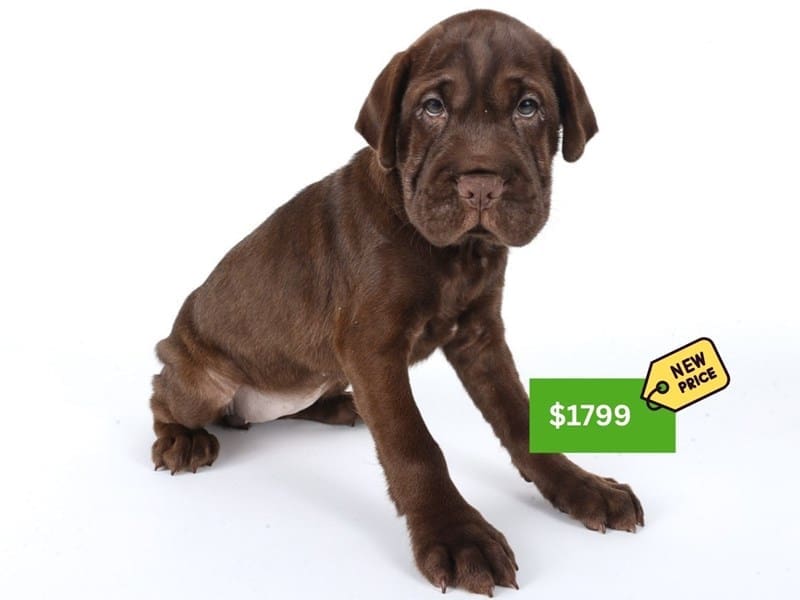 Miniature Hippo-Dog-Female-Chocolate-5035671-XO PUPS