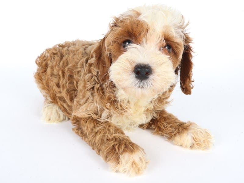 Cock A Poo 2nd Gen-Dog-Male-Red / White-5049507-XO PUPS