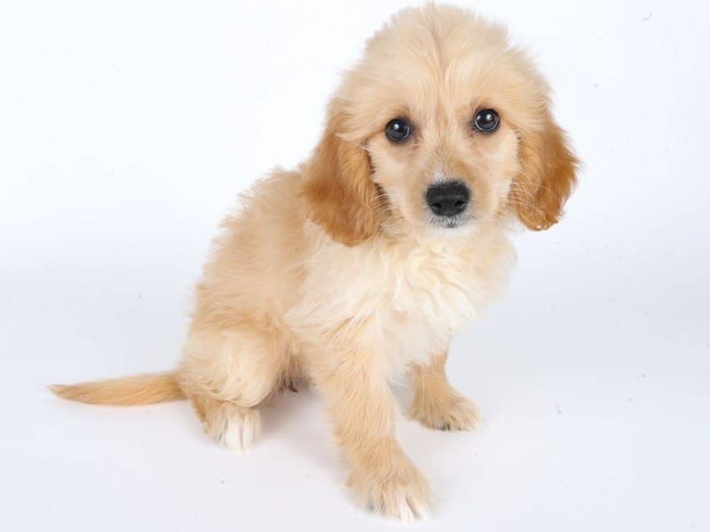 Miniature Goldendoodle-Dog-Female-Golden-5054105-XO PUPS