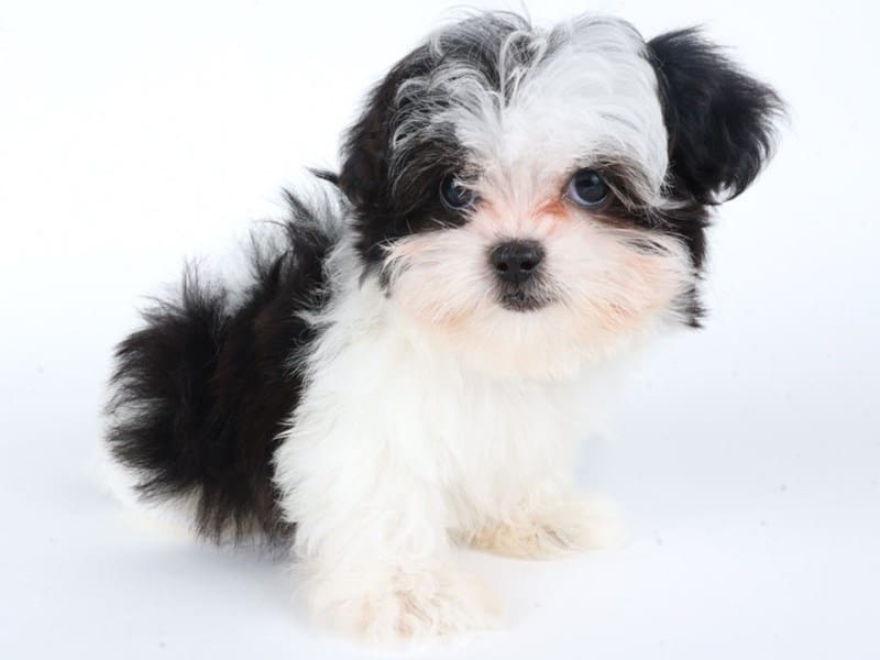 Malshi-Dog-Female-Black/White-5054122-XO PUPS