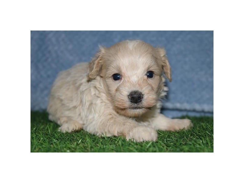 Maltipoo-Dog-Male-Cream-5055117-XO PUPS