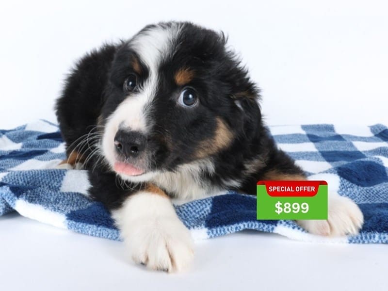 [#14590] Black Male Miniature Australian Shepherd Puppies For Sale #4