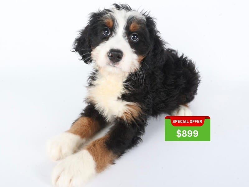 [#14607] Tri Color Male Miniature Bernedoodle Puppies For Sale #3
