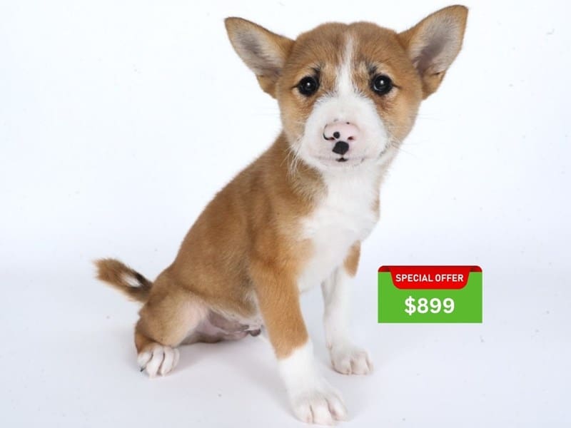Shiba Inu-Dog-Male-Red/White-5017983-XO PUPS