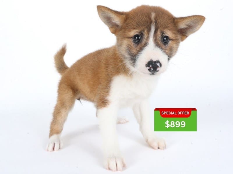 [#14620] Red/White Female Shiba Inu Puppies For Sale #3