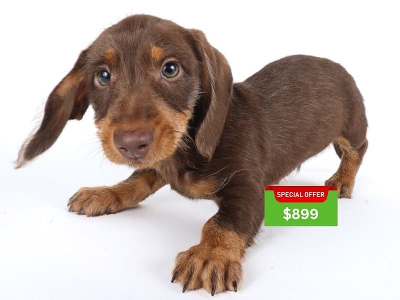[#14632] Chocolate and Tan Male Miniature Dachshund Puppies For Sale #4