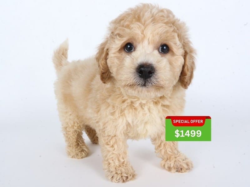 [#14621] Apricot Male Poochon Puppies For Sale #3