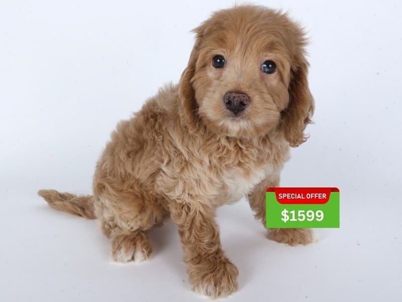 [#14616] Apricot Male Cockadoodle Puppies For Sale #4