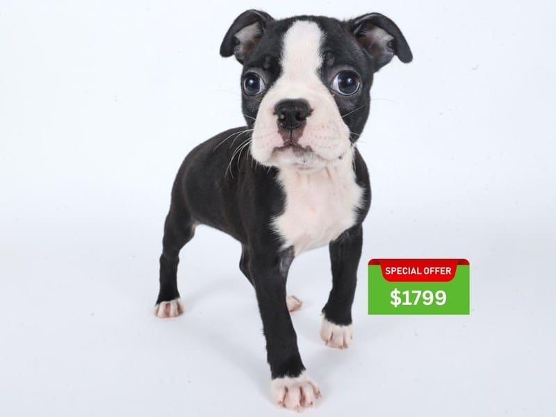 [#14634] Black / White Female Boston Terrier Puppies For Sale #4
