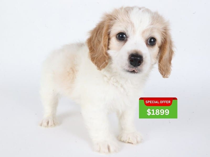 [#14642] White & Cream Male Doxiepoo Puppies For Sale #3