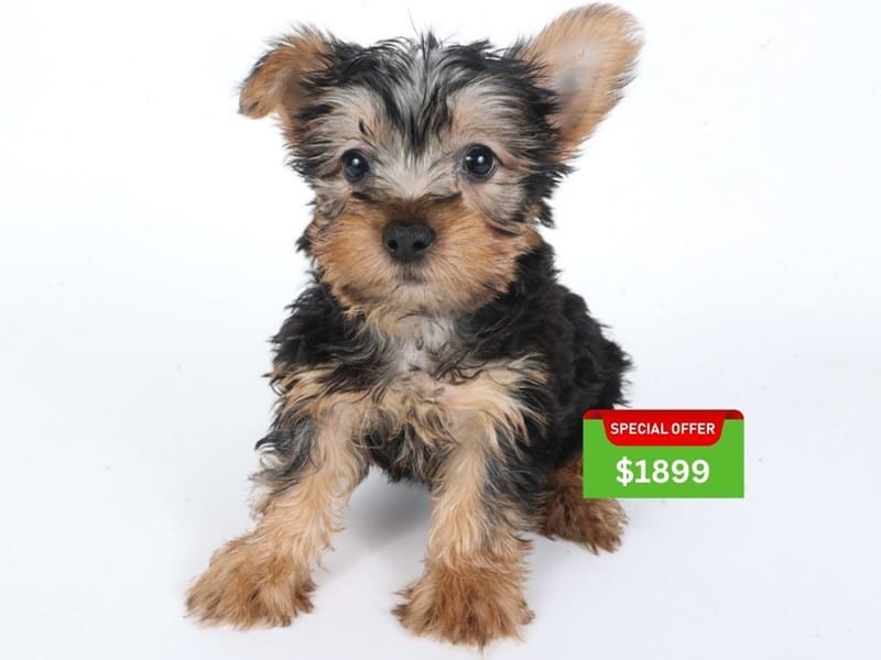 [#14645] Black & Tan Male Silky Terrier Puppies For Sale #3