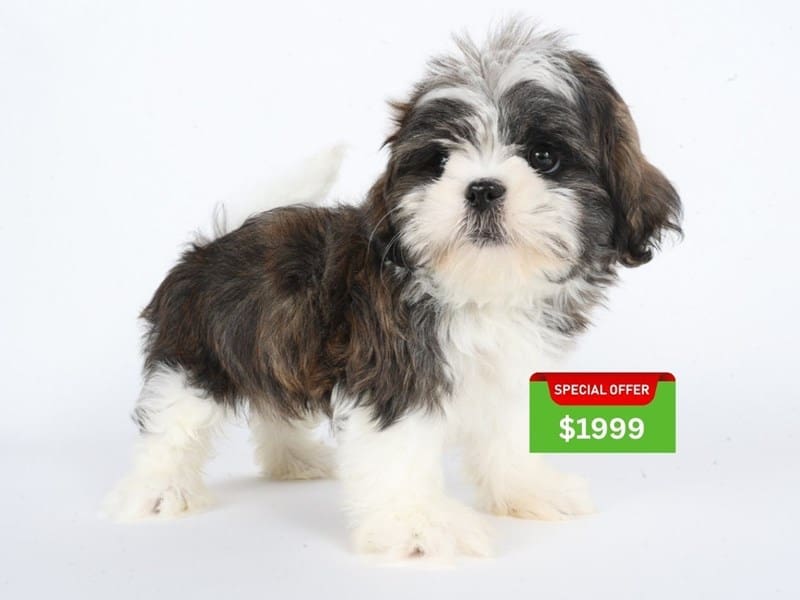 [#14635] Brindle / White Male Shih Tzu Puppies For Sale #4