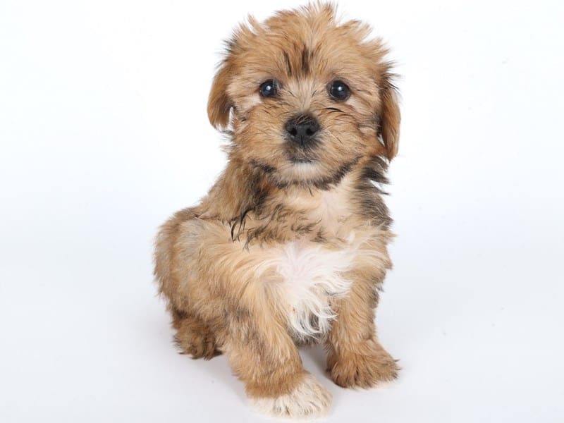[#14680] Brown / White Male Shorkie Puppies For Sale #3