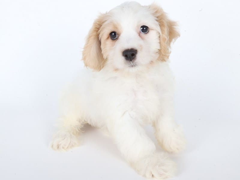 [#14681] Blenheim Male Cavachon Puppies For Sale #3