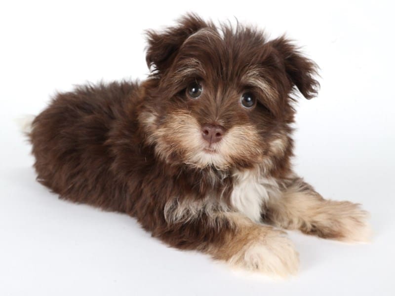 Havanese-Dog-Female-Chocolate / White-5055341-XO PUPS