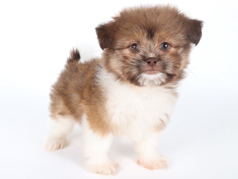 [#14686] Chocolate Female Shiranian Puppies For Sale #3