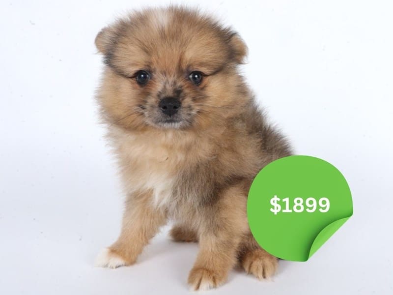 [#14631] Chocolate Fawn Male Pomeranian Puppies For Sale #3