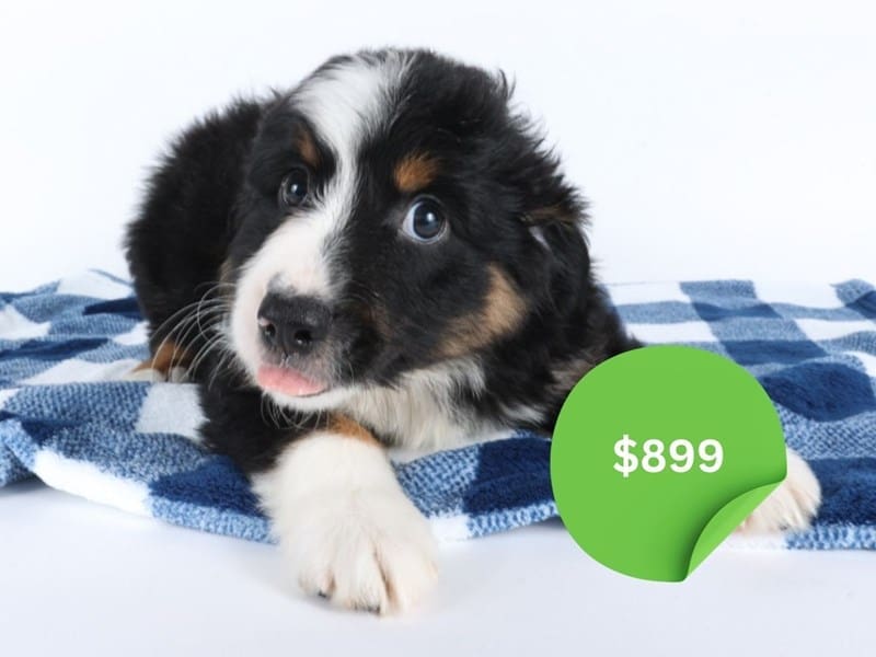 [#14590] Black Male Miniature Australian Shepherd Puppies For Sale #4