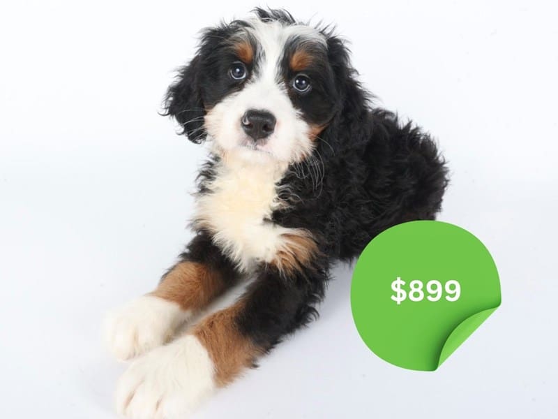 Miniature Bernedoodle-Dog-Male-Tri Color-5011019-XO PUPS