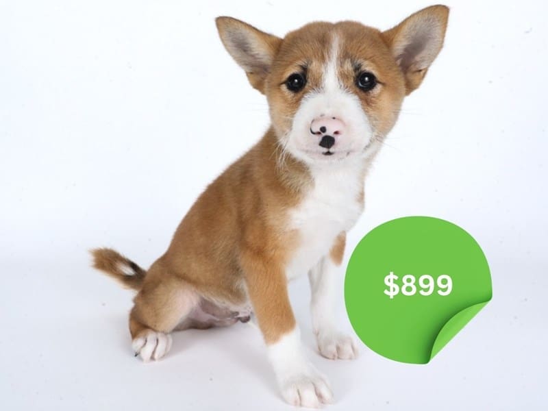 Shiba Inu-Dog-Female-Red/White-5017987-XO PUPS
