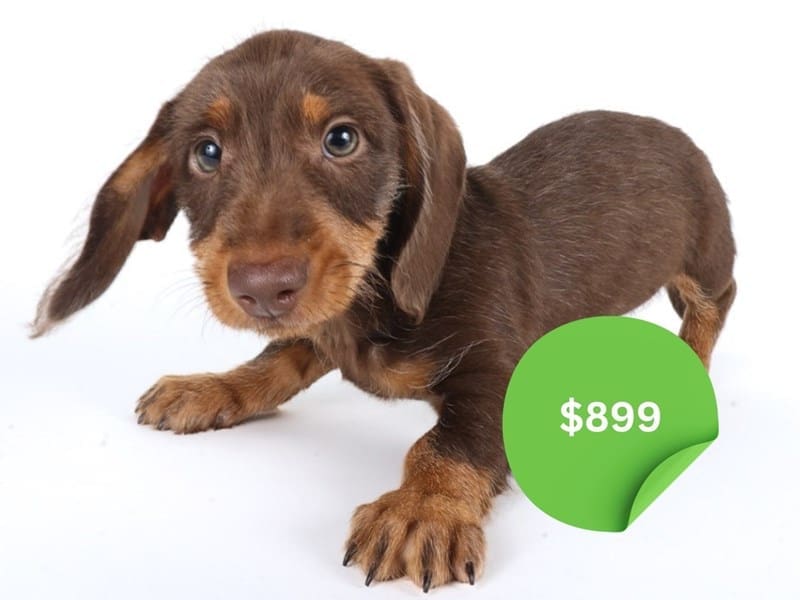 Miniature Dachshund-Dog-Male-Chocolate and Tan-5021752-XO PUPS