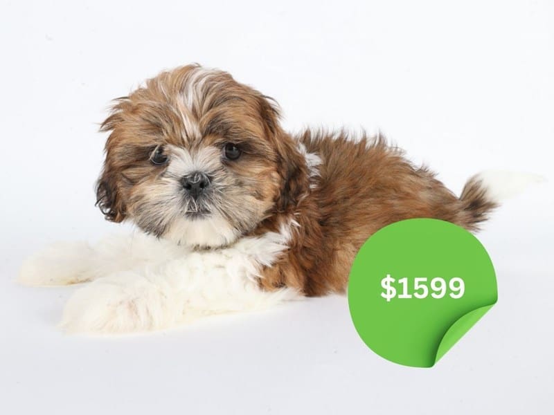 [#14636] Brown / White Male Shih Tzu Puppies For Sale #4