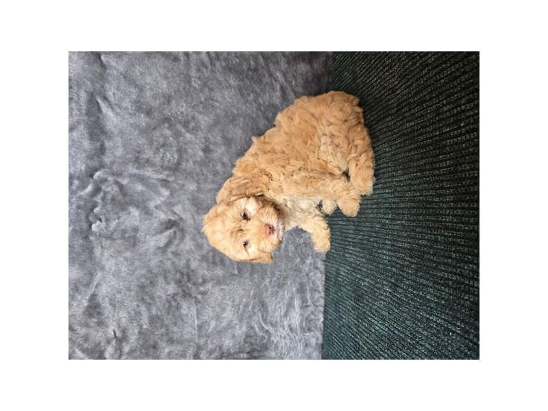 Cock A Poo-Dog-Female-Apricot-5056956-XO PUPS