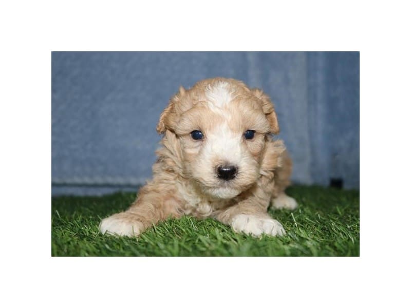[#14692] Red Male Maltipoo Puppies For Sale #2