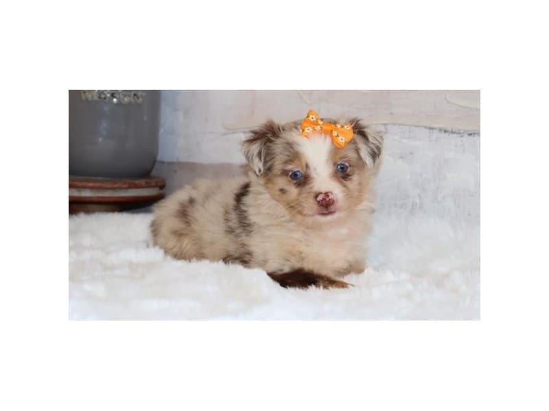 Aussiepoo-Dog-Female-Chocolate Merle-5056964-XO PUPS