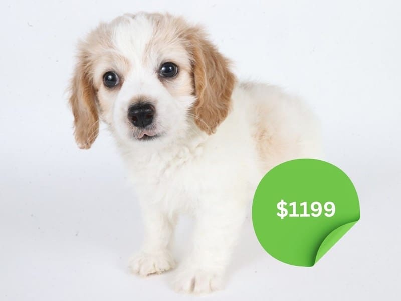 [#14642] White & Cream Male Doxiepoo Puppies For Sale #3