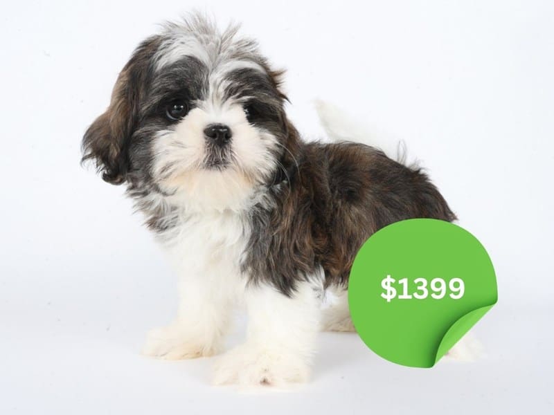 Shih Tzu-Dog-Male-Brindle / White-5028648-XO PUPS