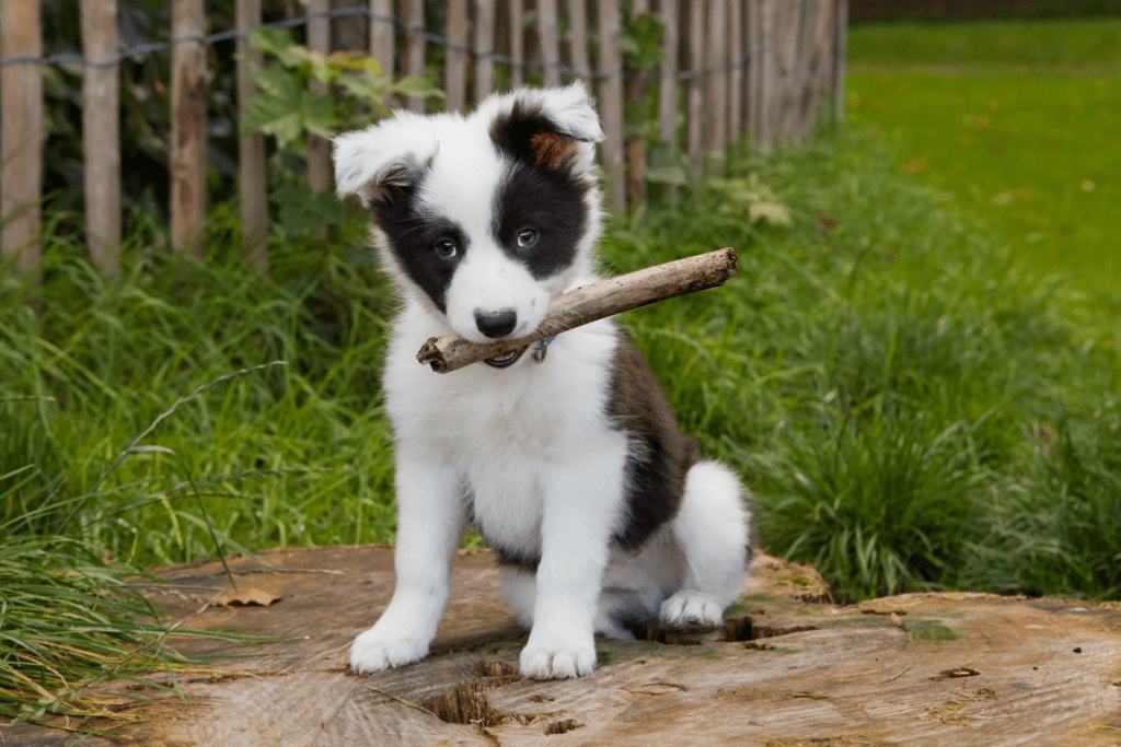 Border Collie