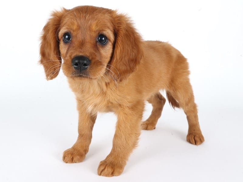 Miniature Golden Retriever-Dog-Female-Golden-5046947-XO PUPS