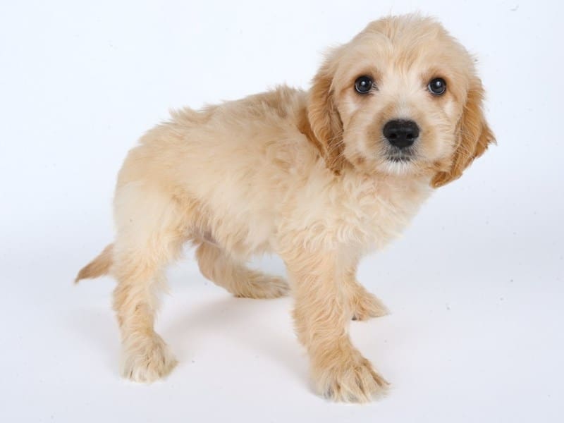 Miniature Goldendoodle-Dog-Male-Golden-5054107-XO PUPS