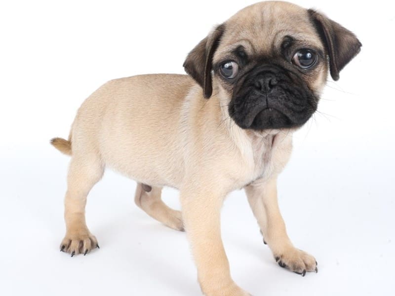 [#14675] Fawn Male Pug Puppies For Sale #3