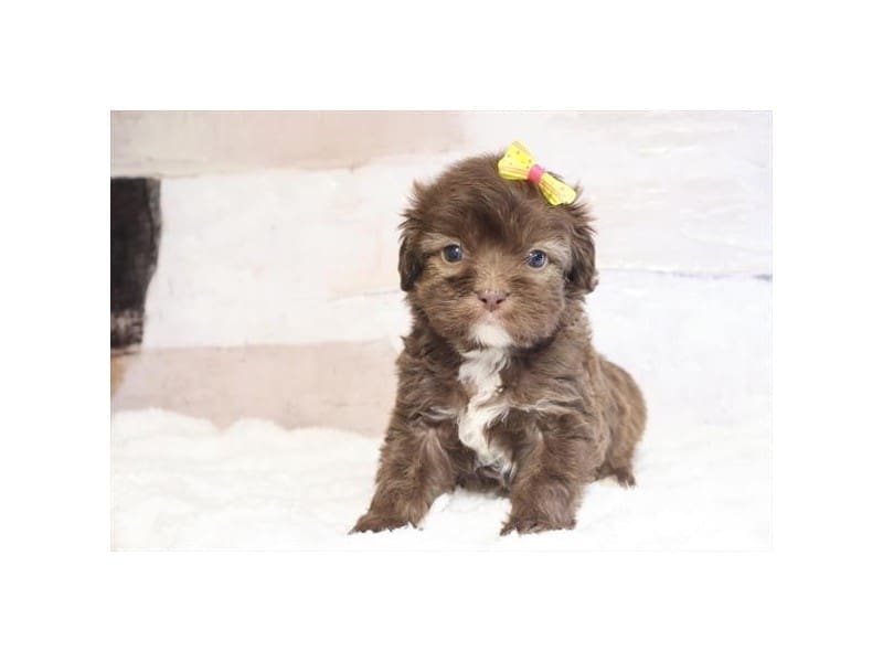 [#14685] Chocolate Female Cavapoo Puppies For Sale #2