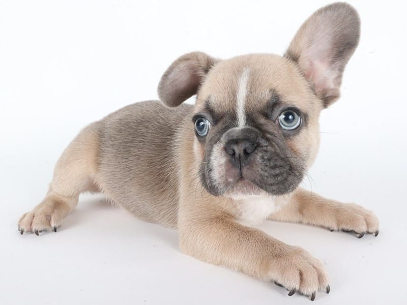 [#14662] Blue Fawn Male French Bulldog Puppies For Sale #3