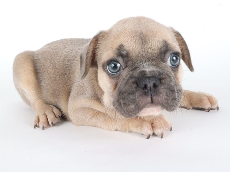 [#14661] Blue Fawn Male French Bulldog Puppies For Sale #3