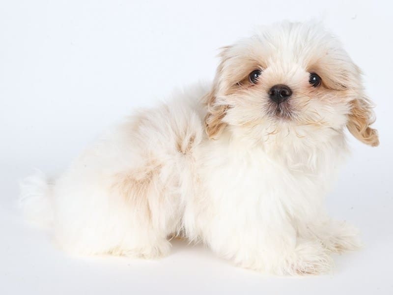 [#14656] White & Apricot Parti Male Shih Tzu Puppies For Sale #3