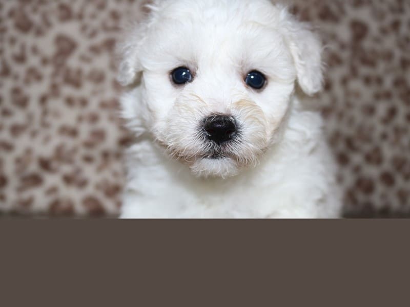 [#14700] White Male Bichon Frise Puppies For Sale #2