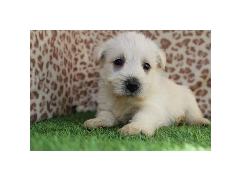 [#14703] Wheaten Male Scottish Terrier Puppies For Sale #2