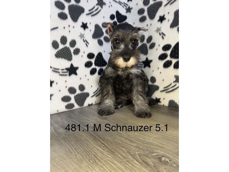 Miniature Schnauzer-Dog-Male-Salt / Pepper-5058190-XO PUPS